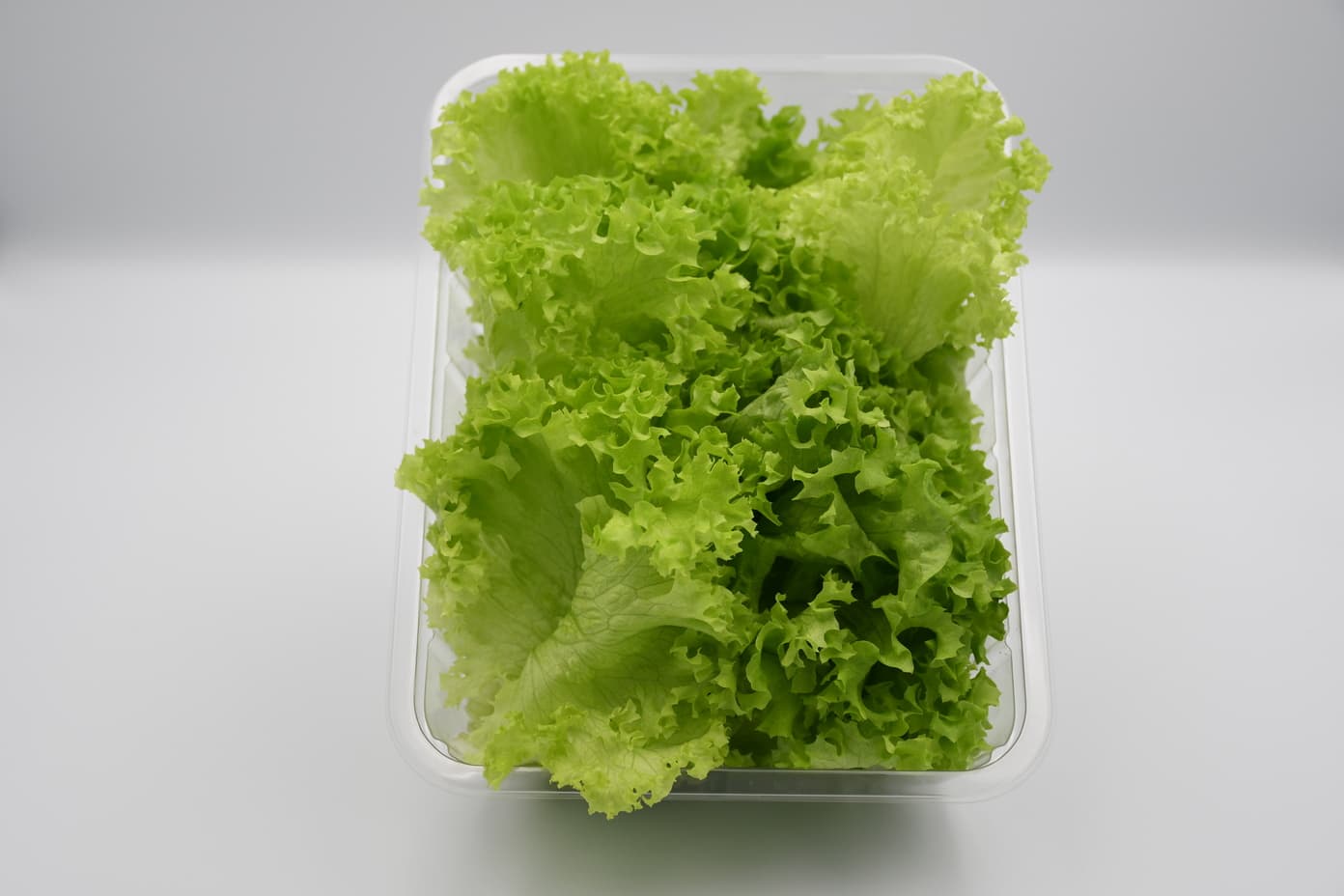 Lollo Biondo-100g-Box