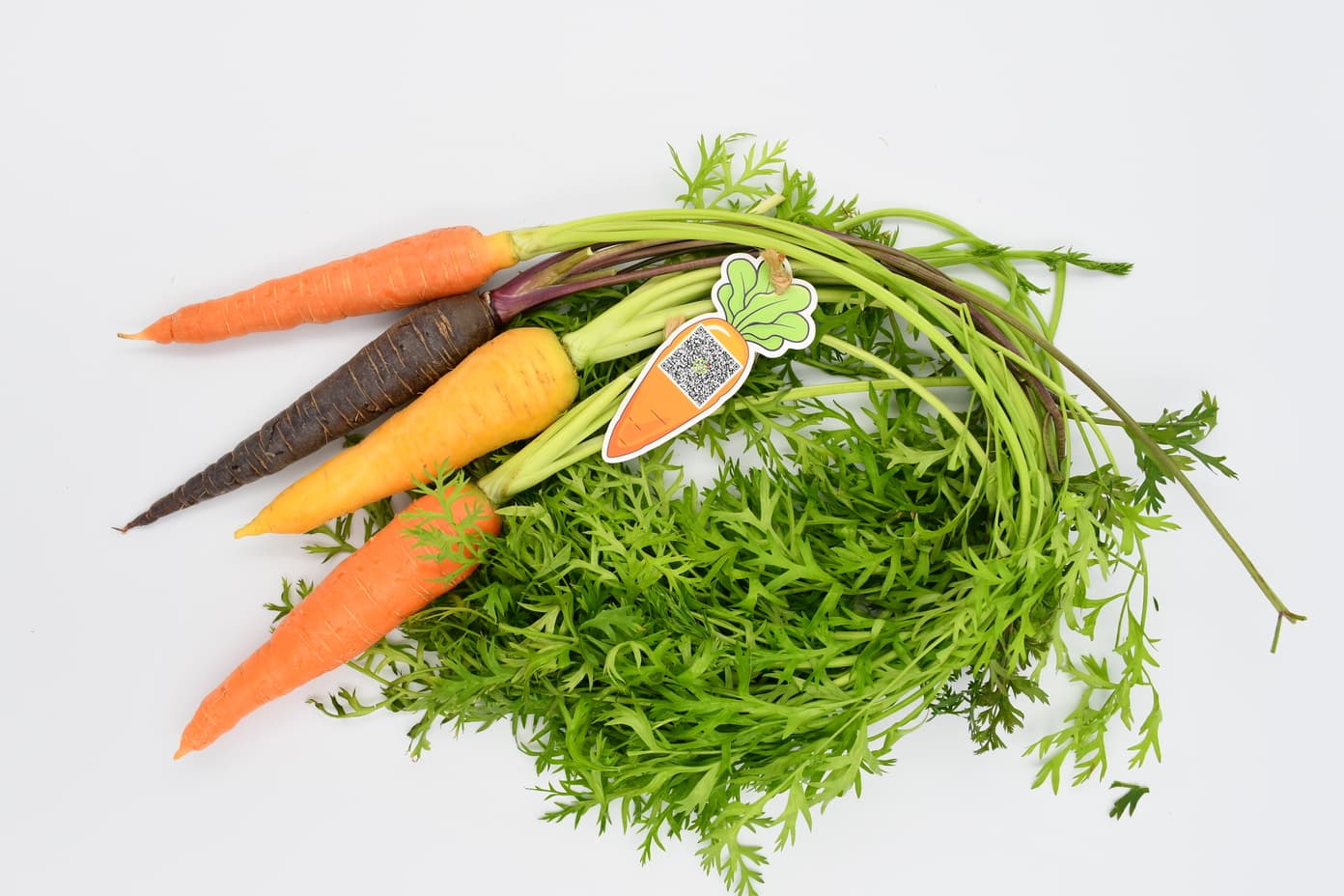Raibow carrots with leaves